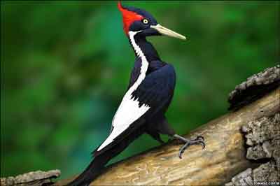 woodpeckers